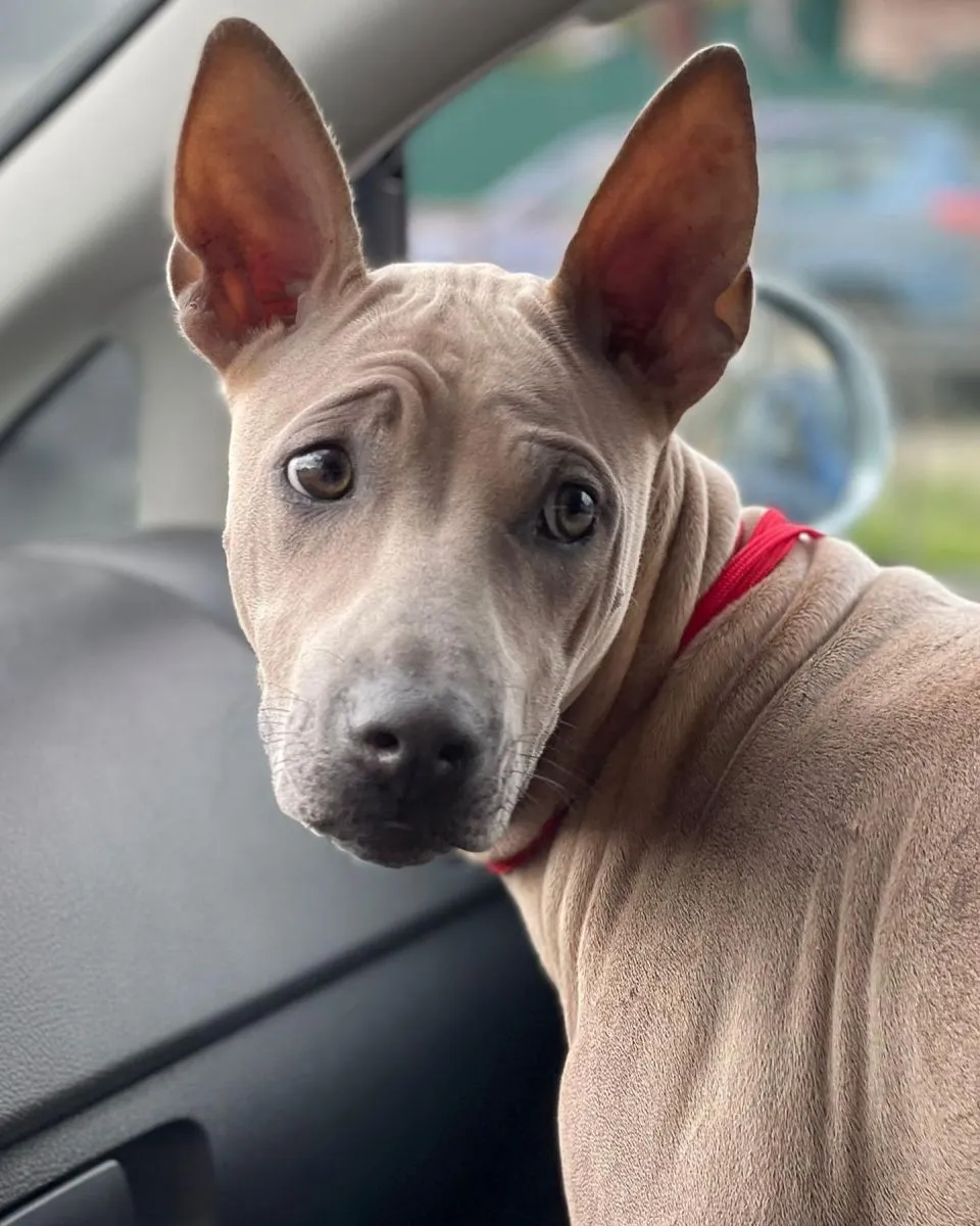 Szczeniak Thai Ridgeback 