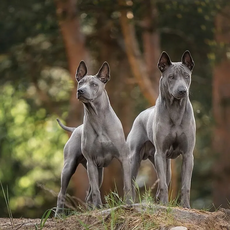Thai Ridgeback 