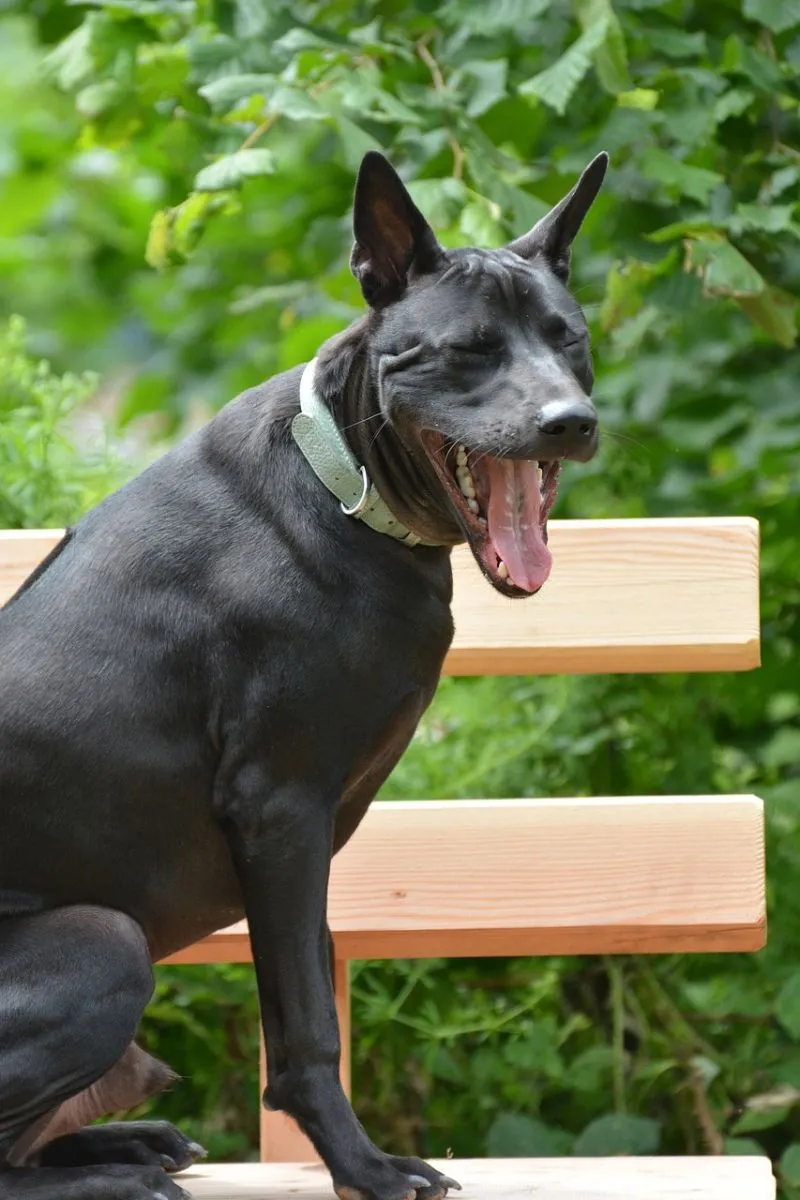 Thai Ridgeback 