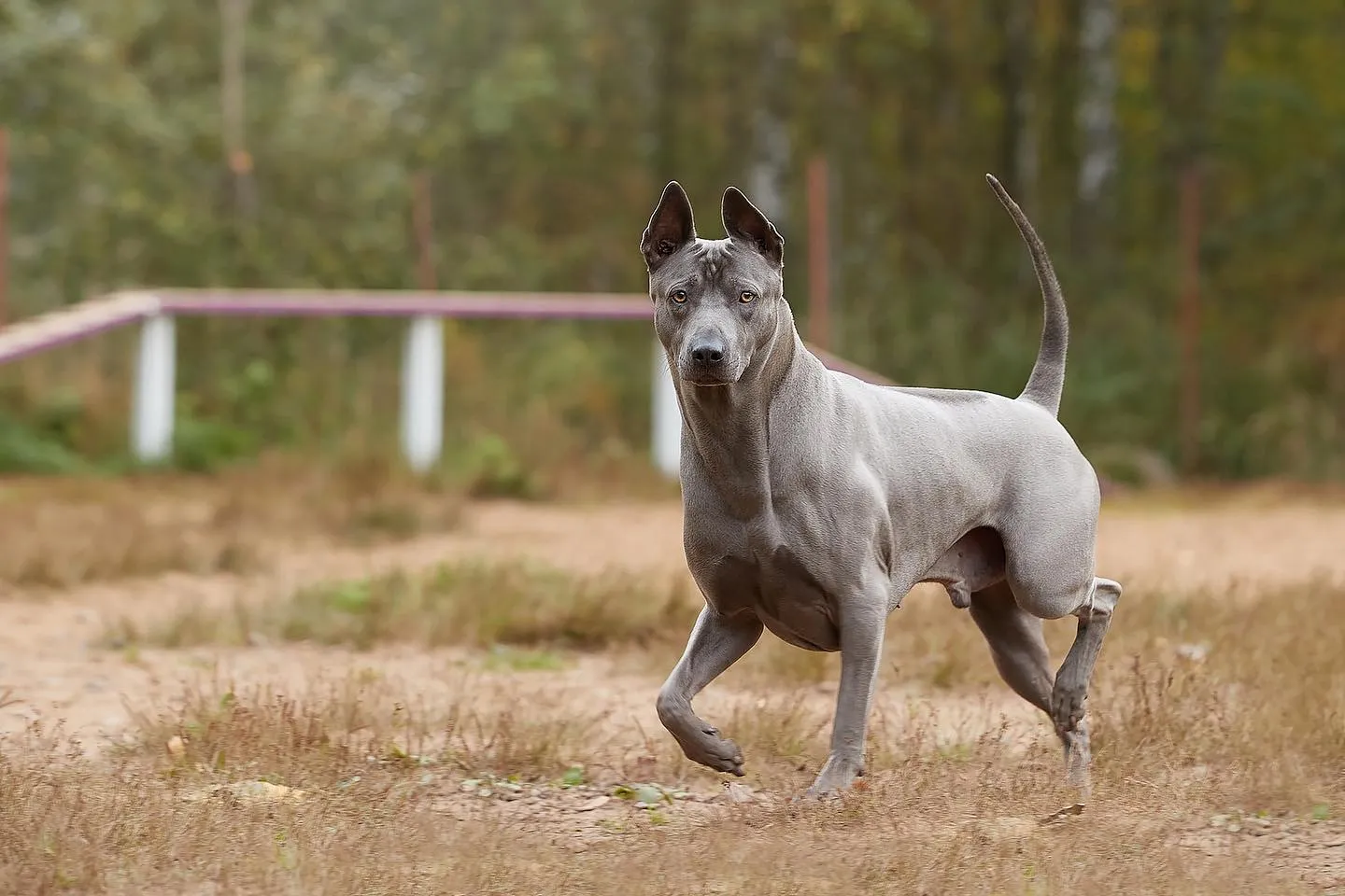 Thai Ridgeback