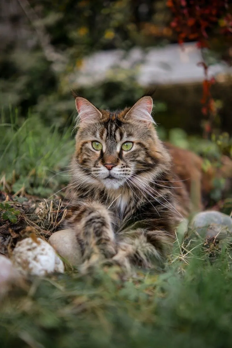 Maine Coon