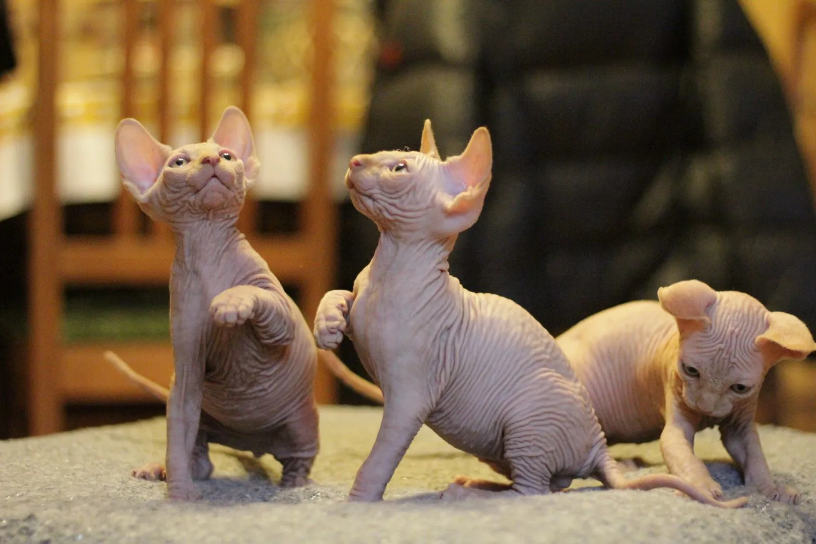 Sfinks
