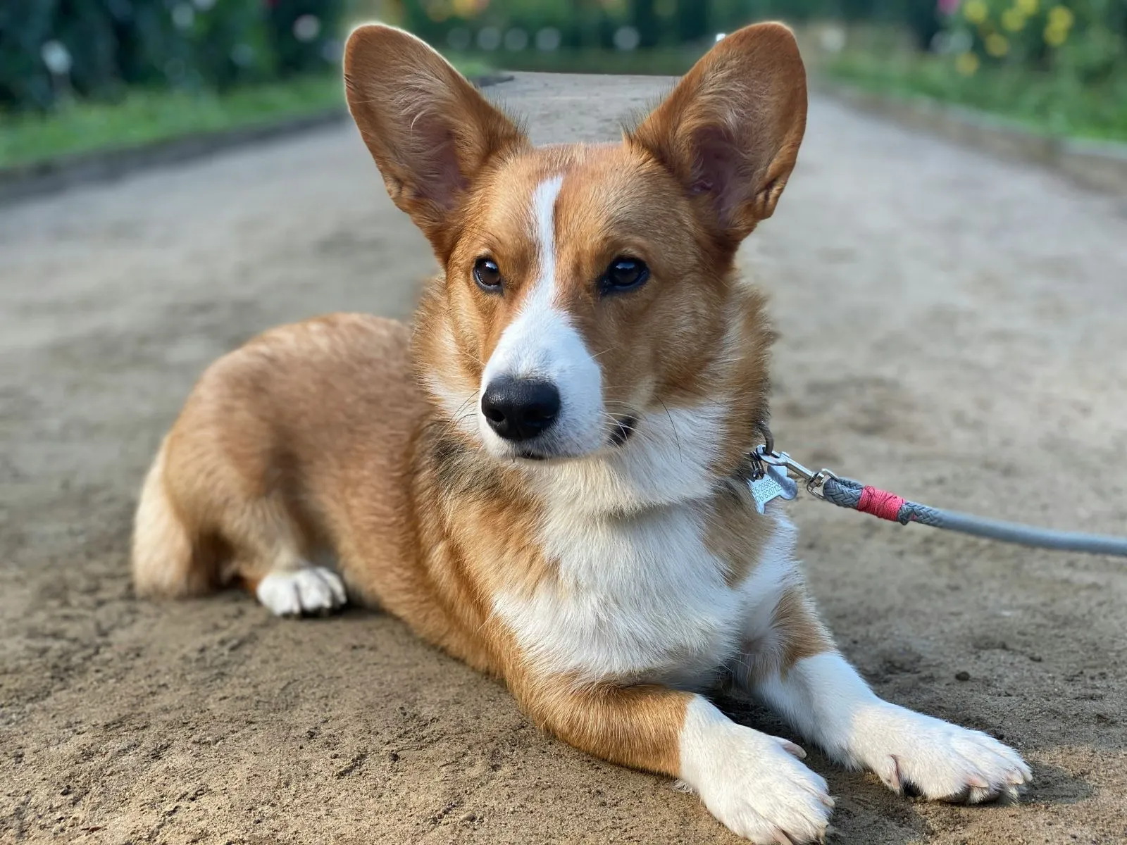 Welsh Corgi Cardigan