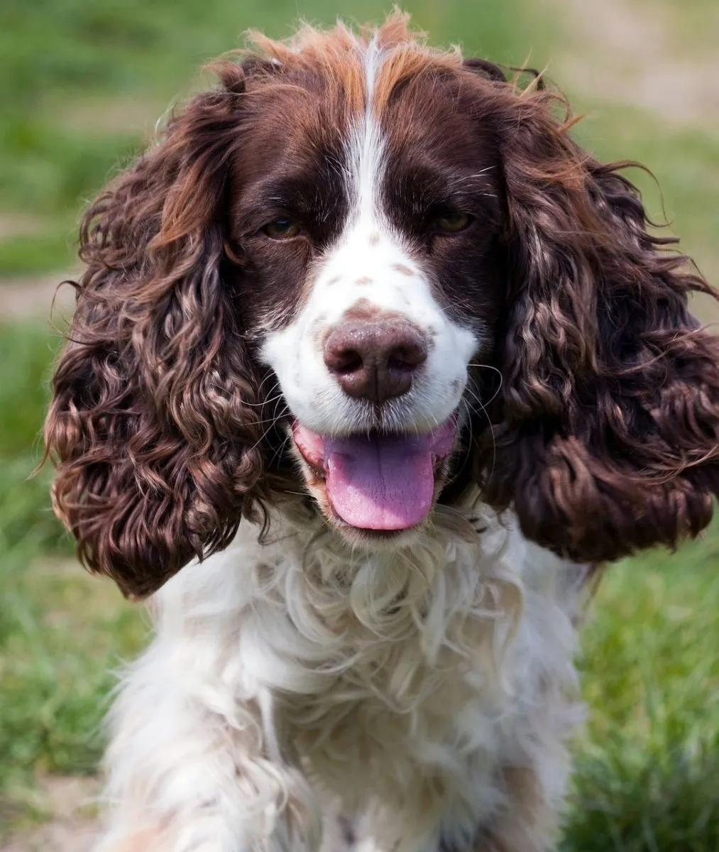 Springer spaniel angielski