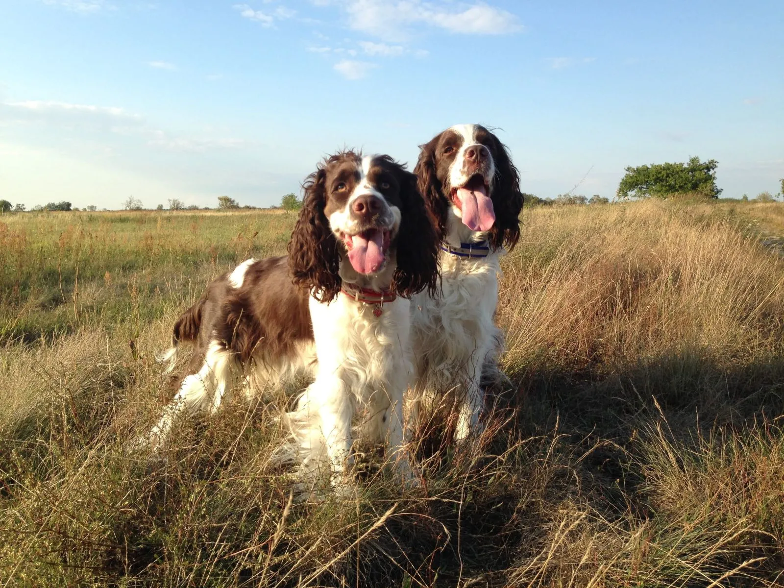 Springer spaniel angielski