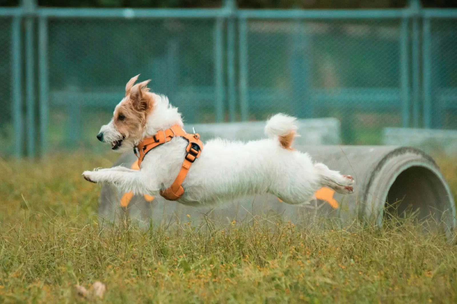 Jack Russell Terrier 