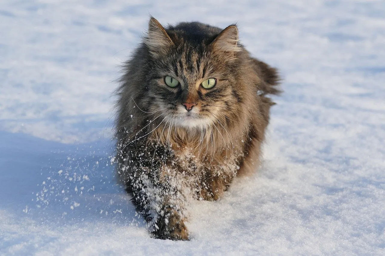 Maine Coon