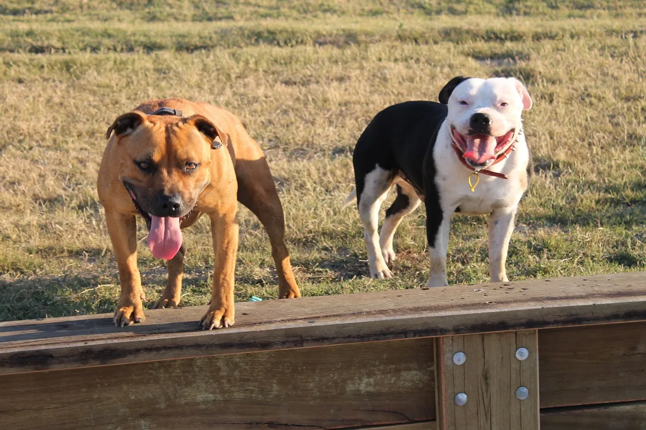 Staffordshire Bull Terrier