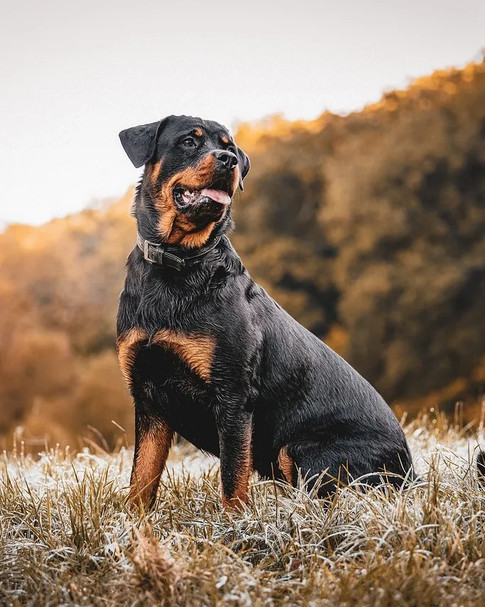 Rottweiler