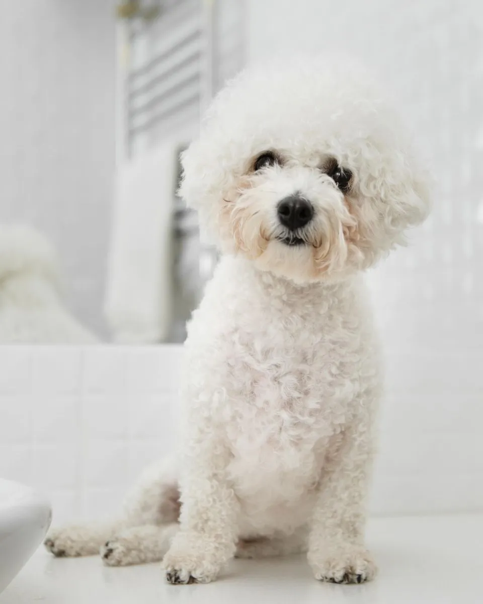 Bichon Frise