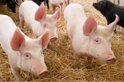  Swinie Landrace
