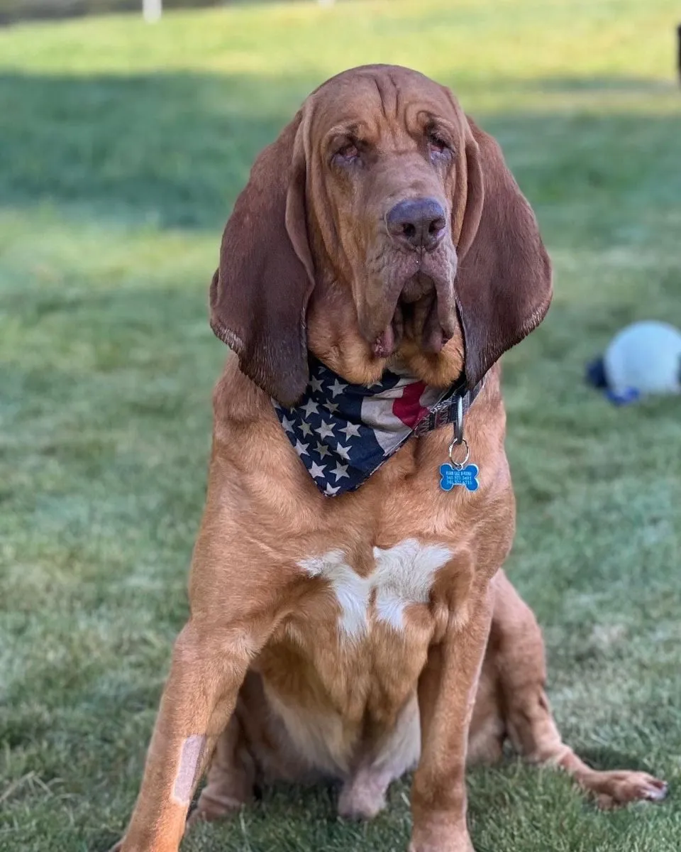 Bloodhound