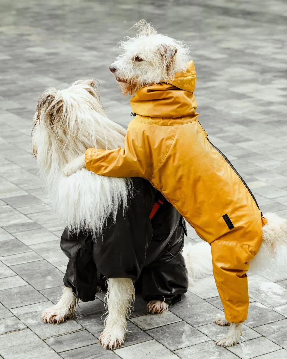 West Highland White Terrier