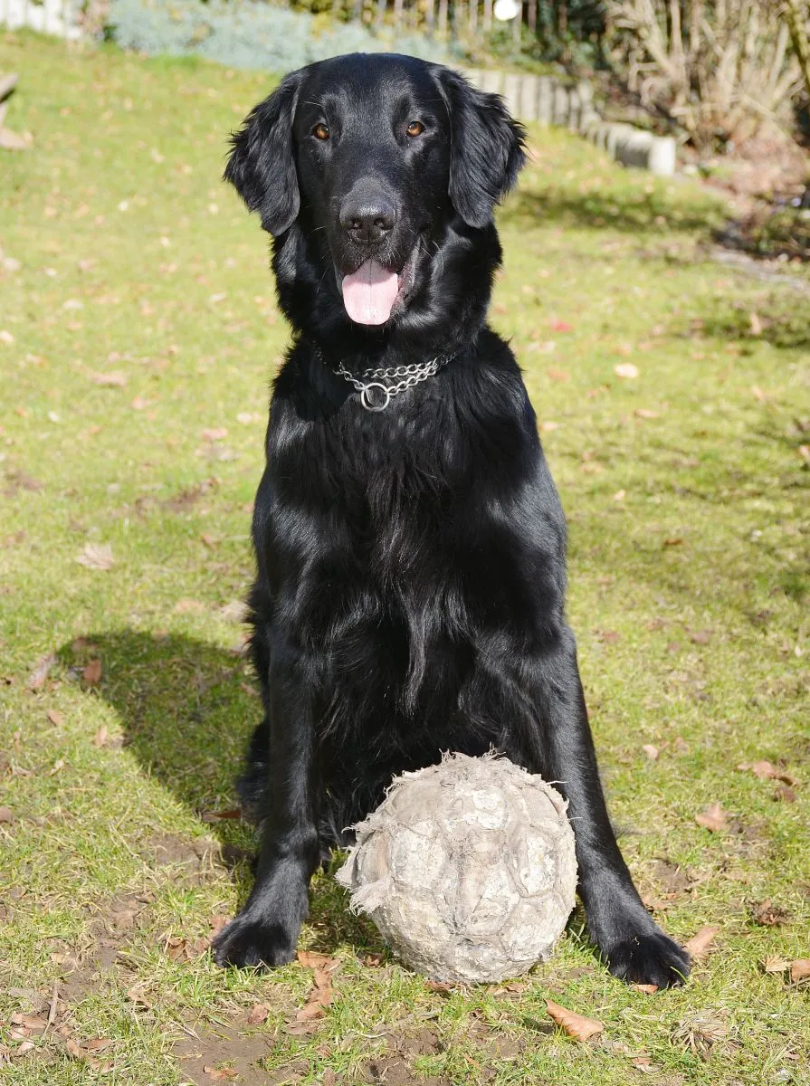 Flat-Coated Retriever 