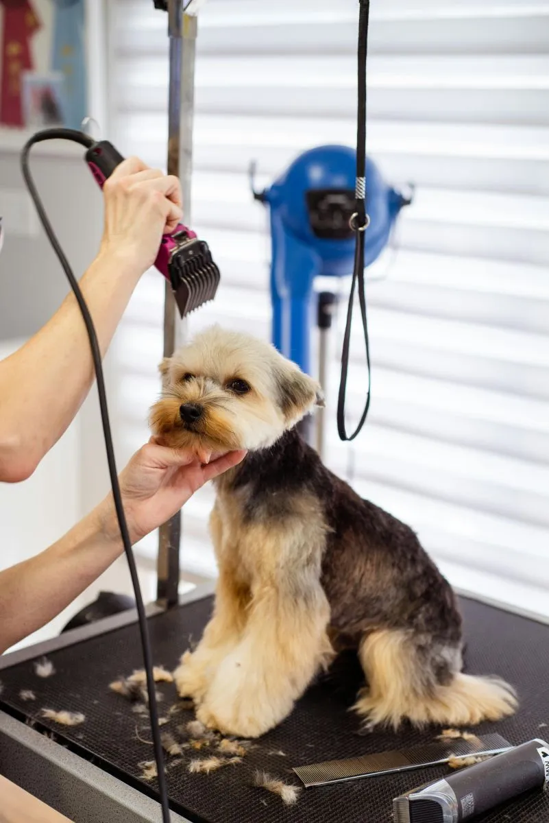 Kim jest groomer