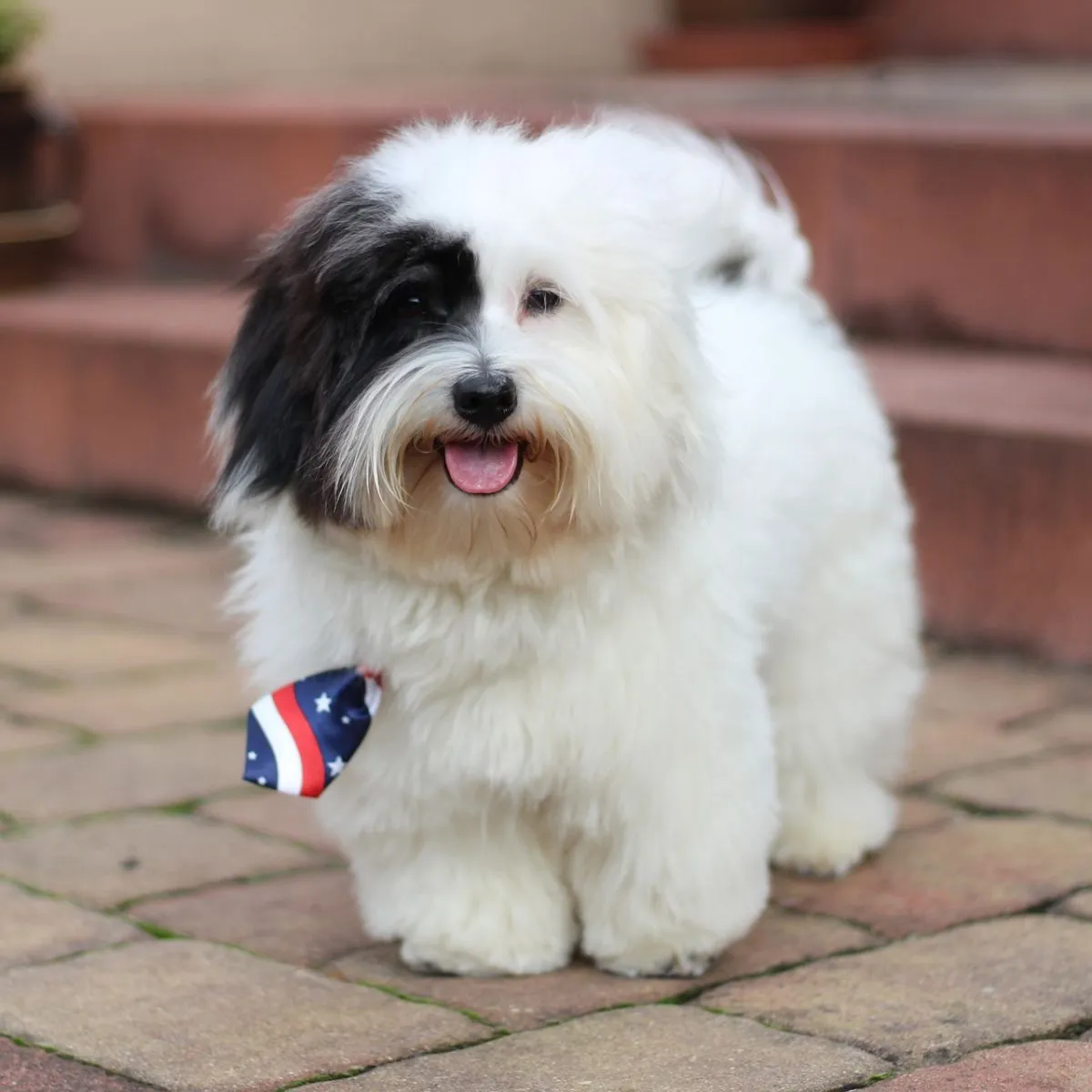 Coton de Tulear