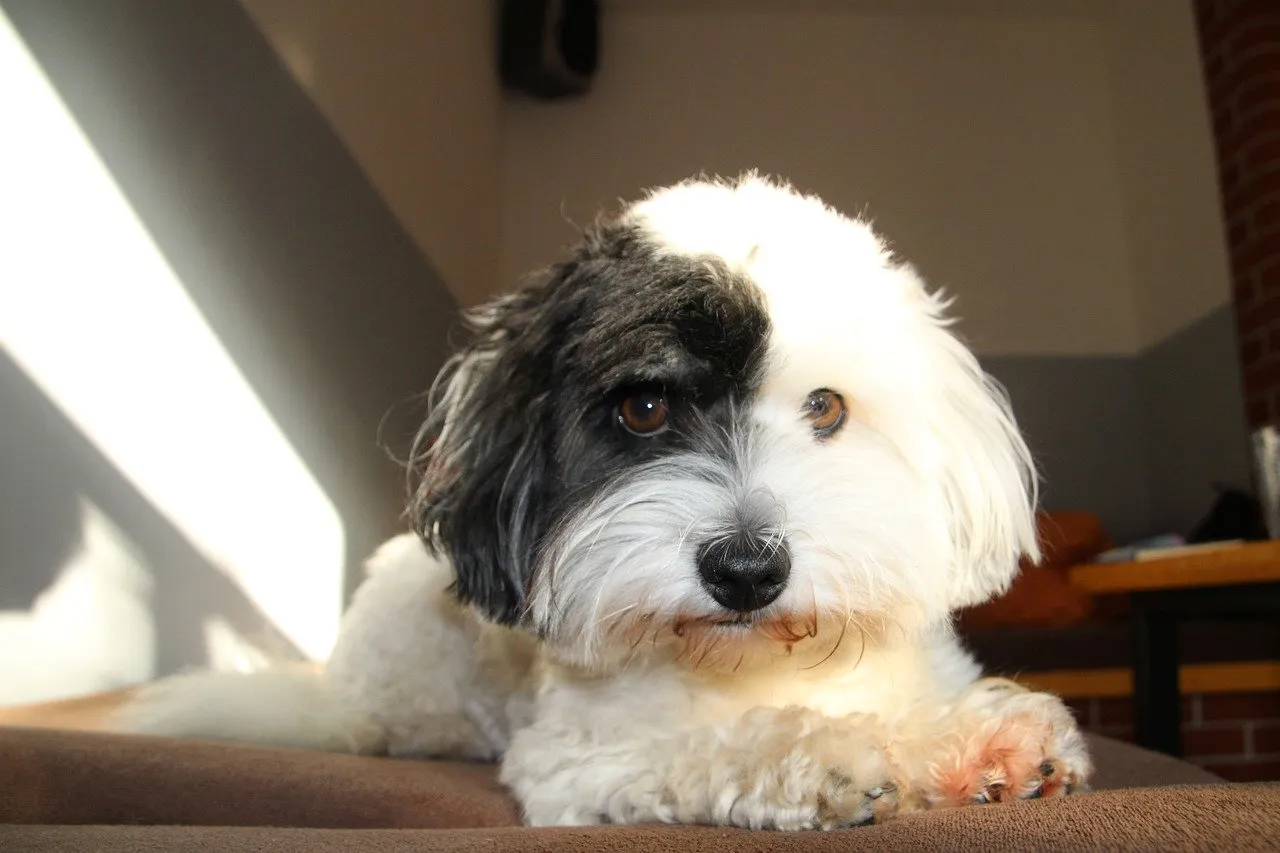 Szczeniak Coton de Tulear