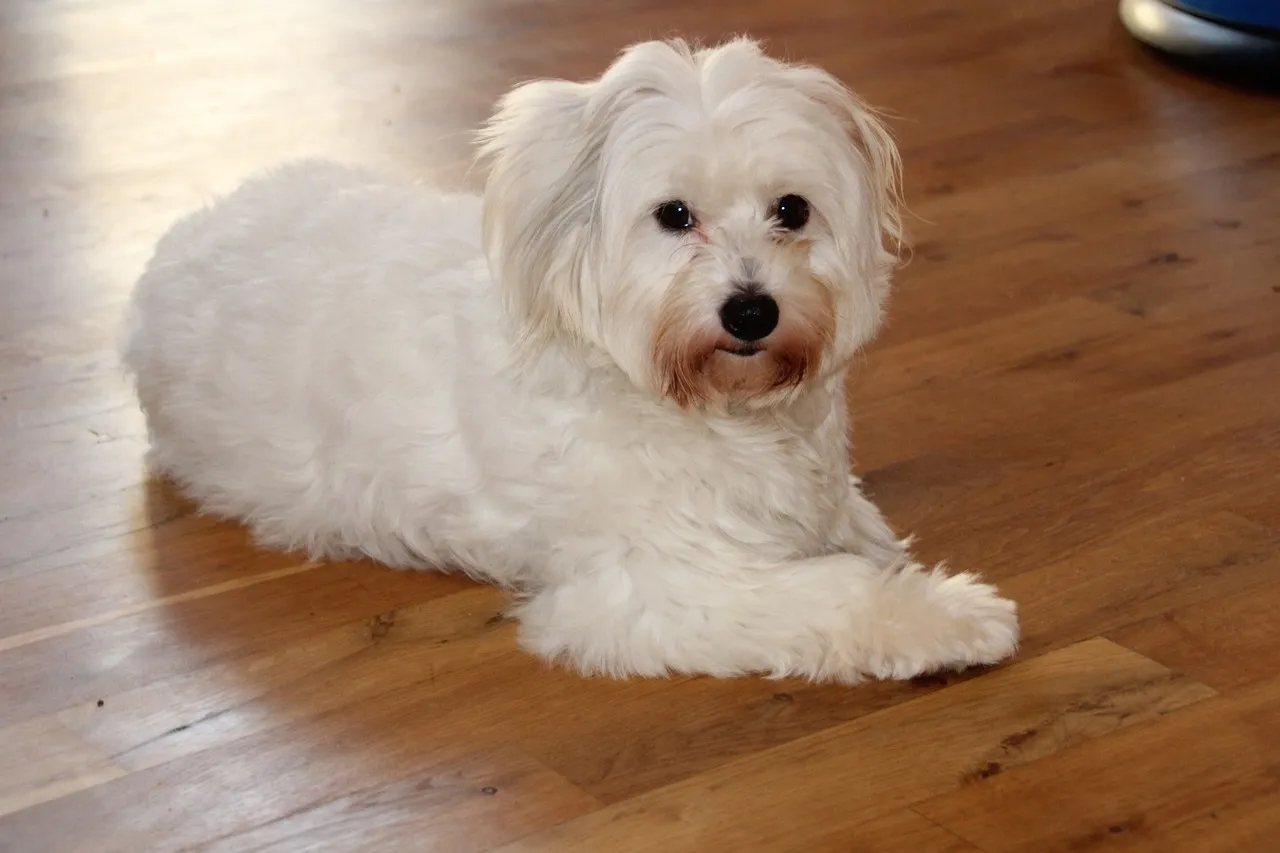 Coton de Tulear