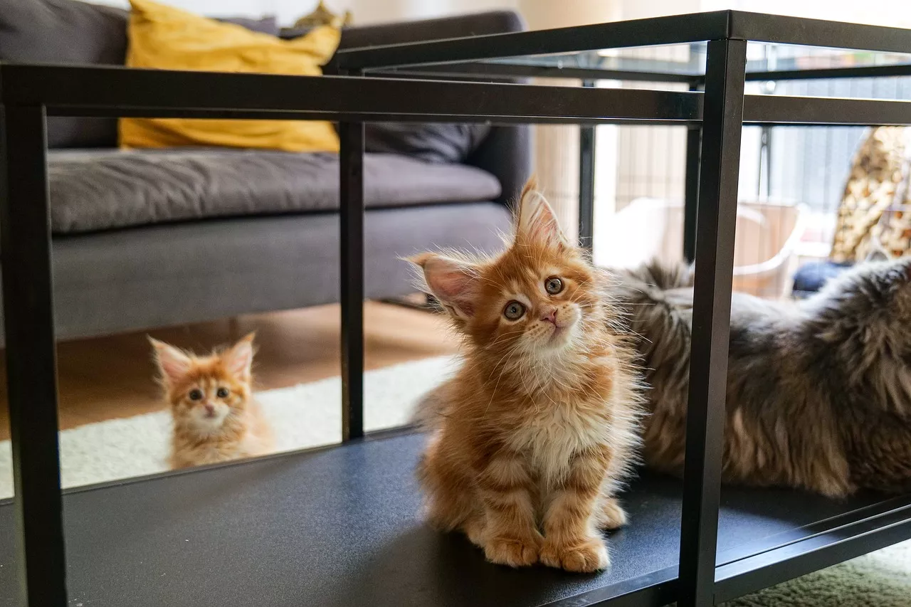 Kociak Maine Coon