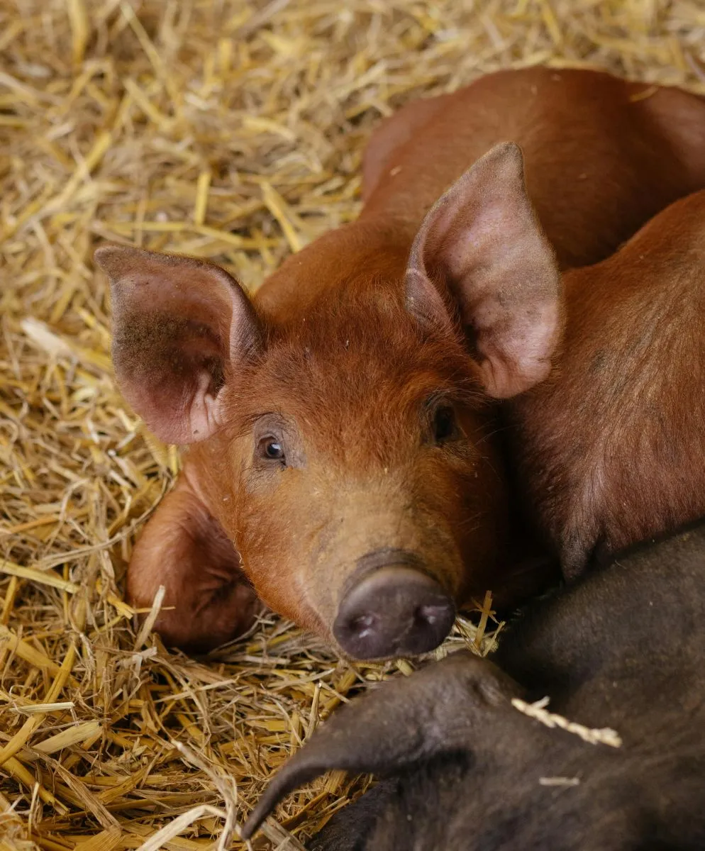 Świnia Duroc