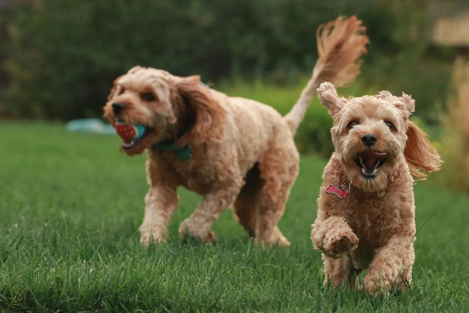 Ciekawostki o Goldendoodle