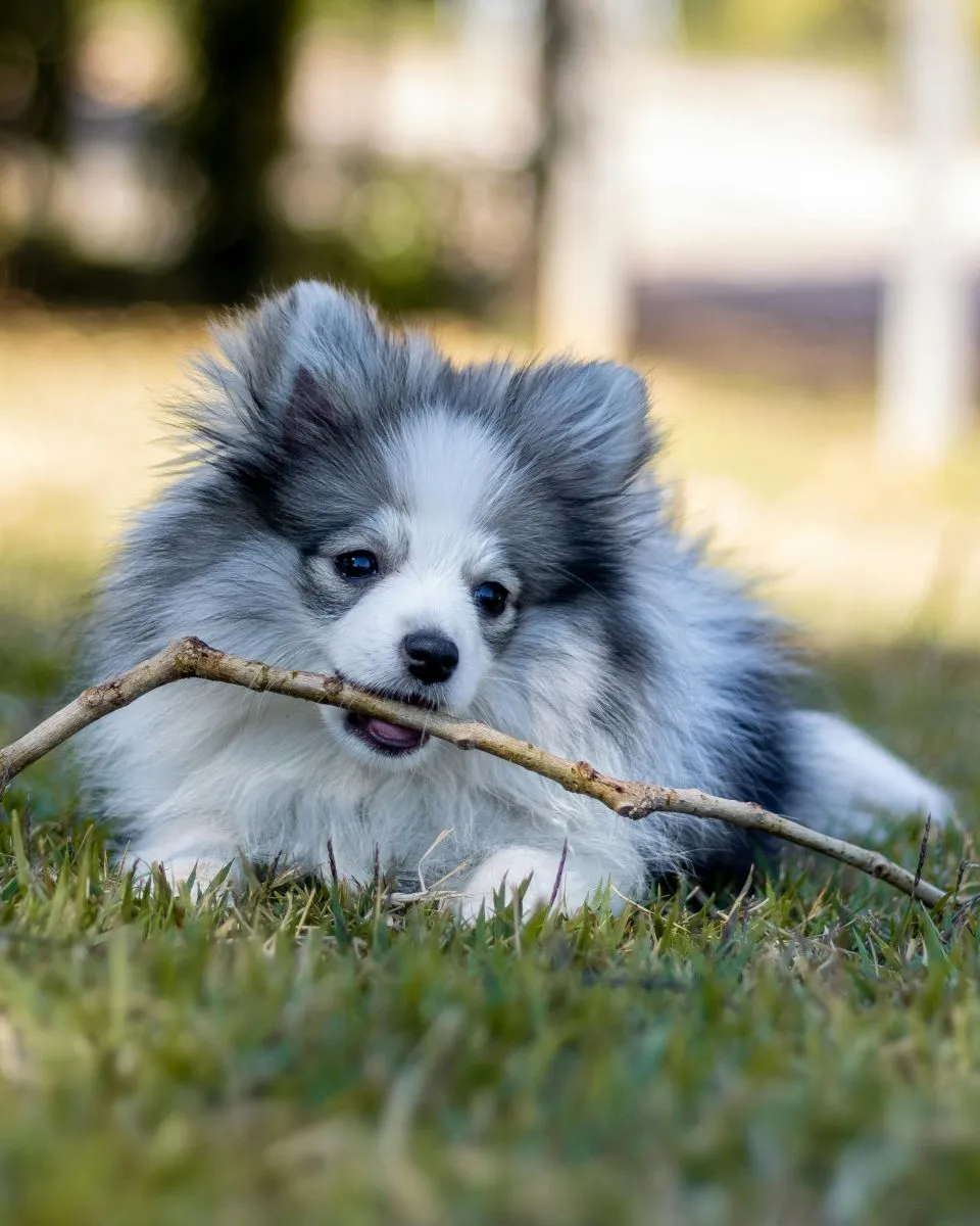 Pomeranian