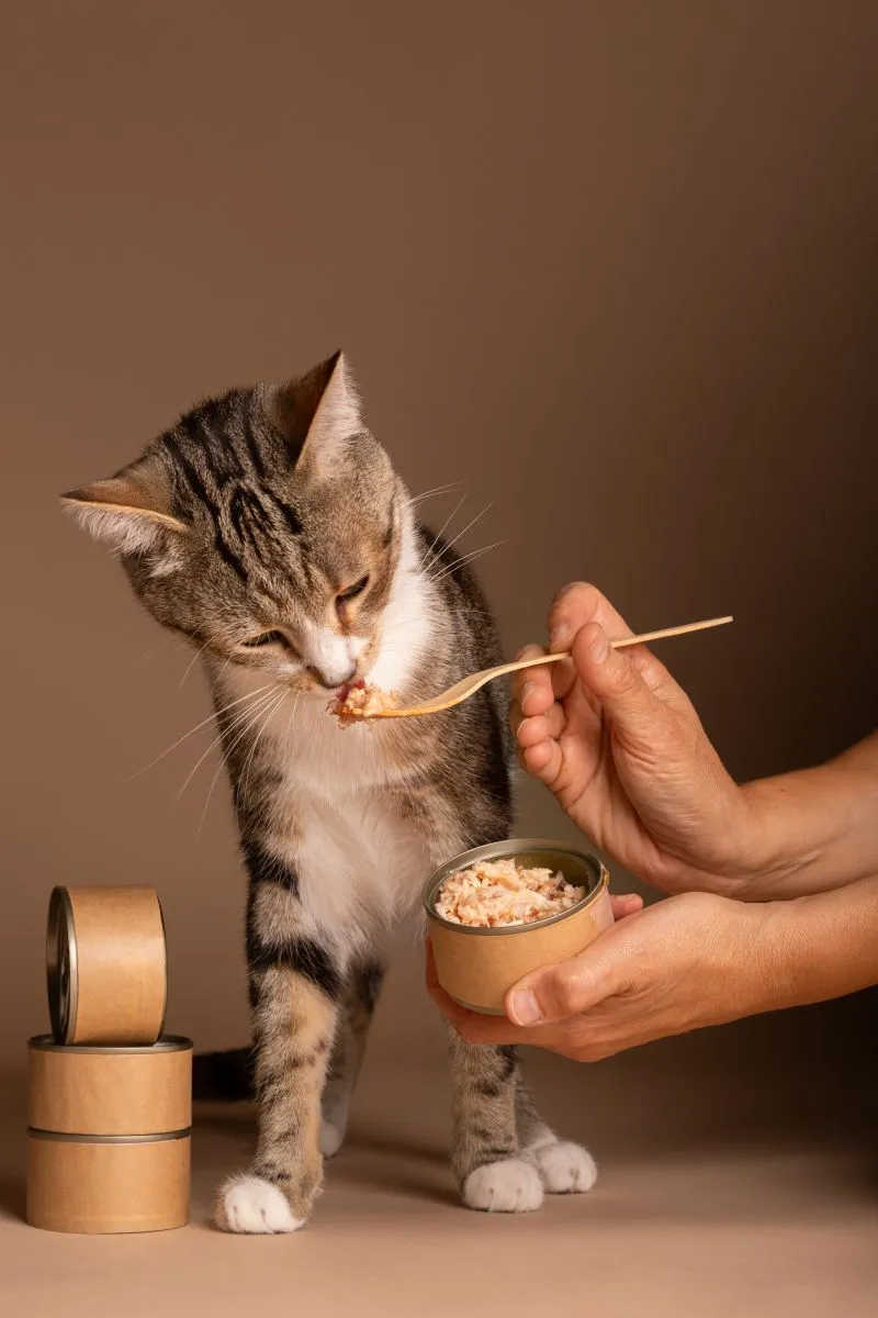 Co koty mogą jeść