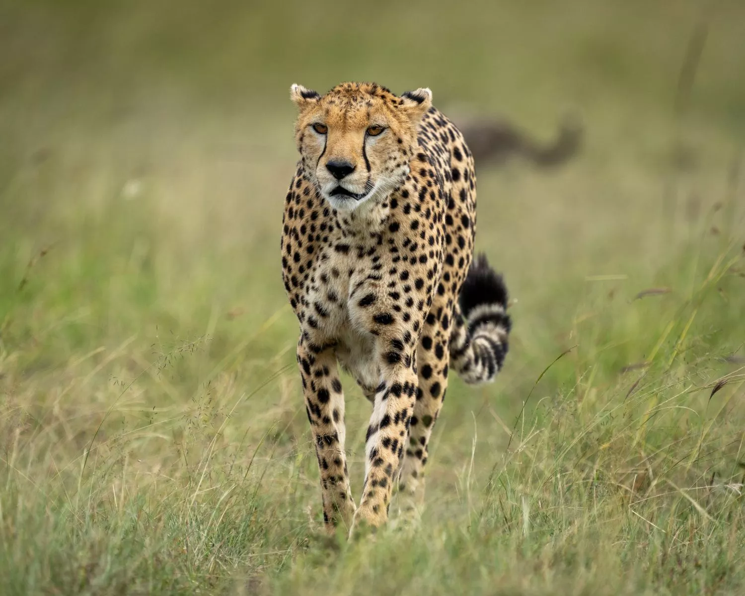 Gepard