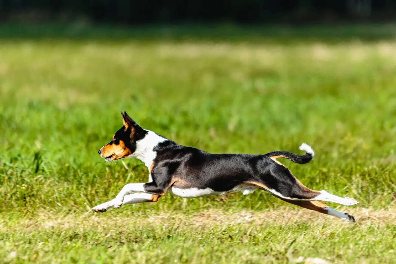 Basenji