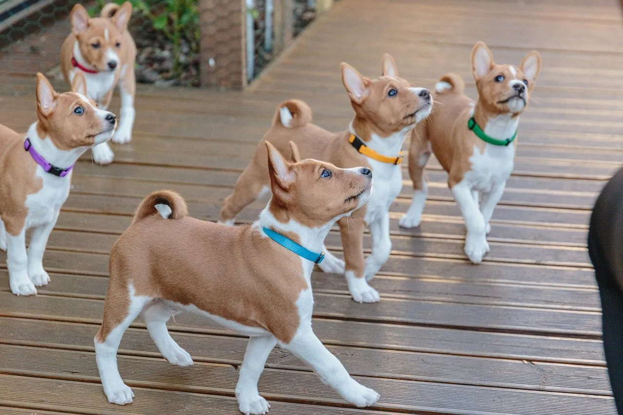 Szczeniak Basenji