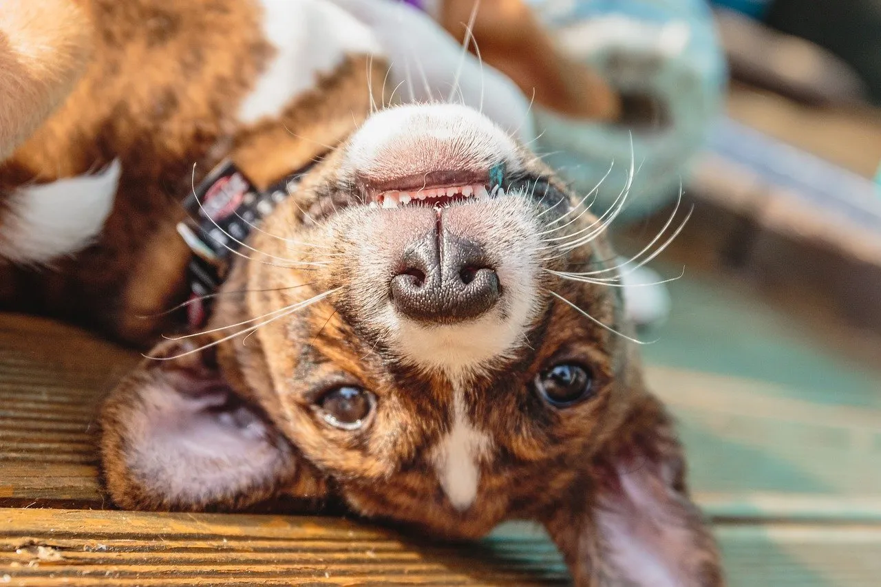 Basenji