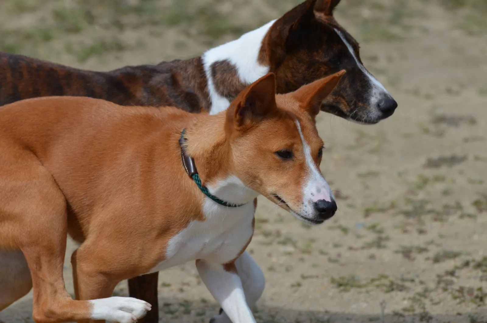 Basenji