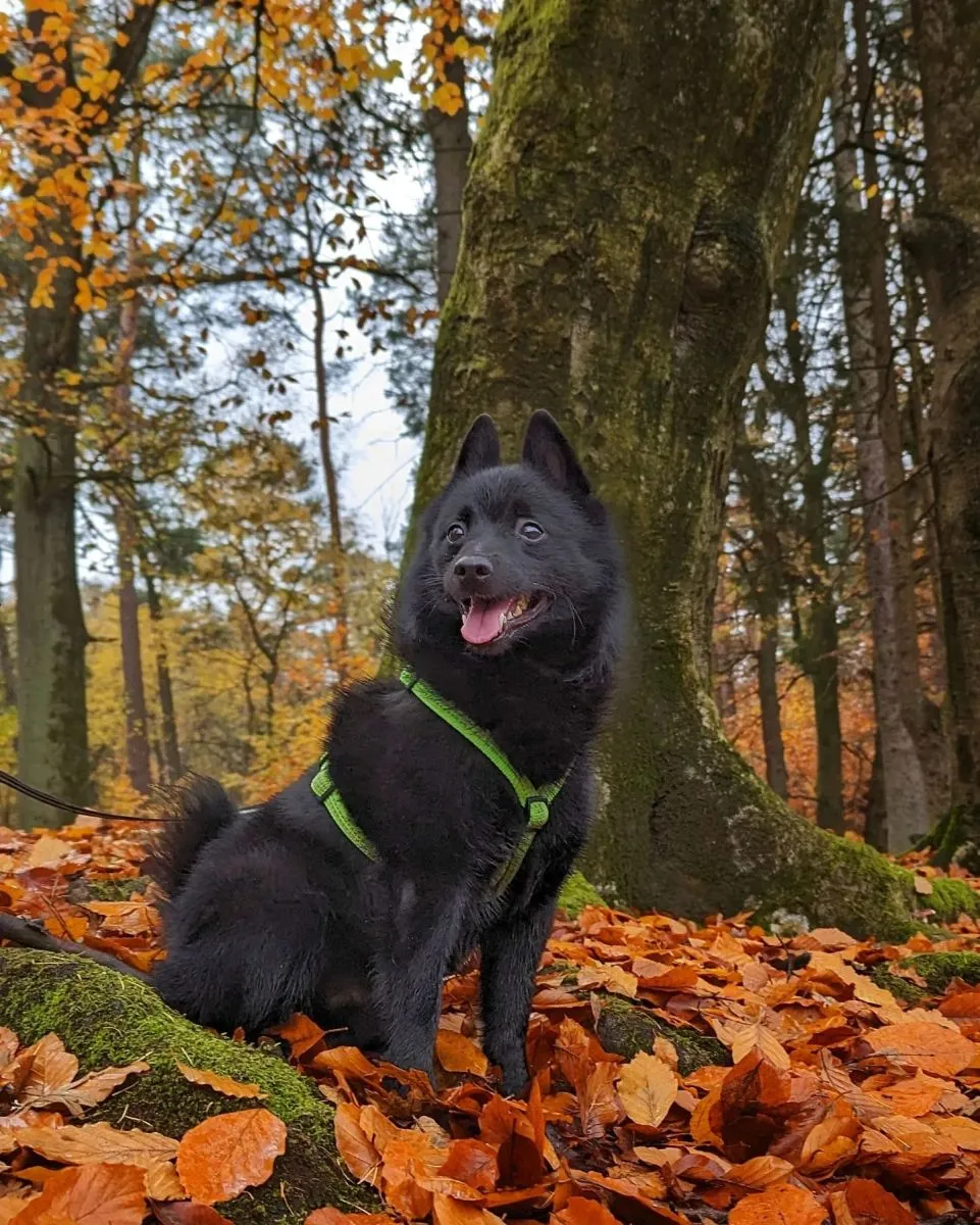 Schipperke