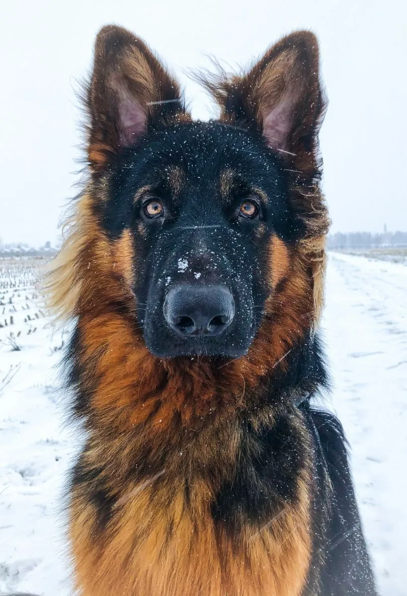 Owczarek niemiecki