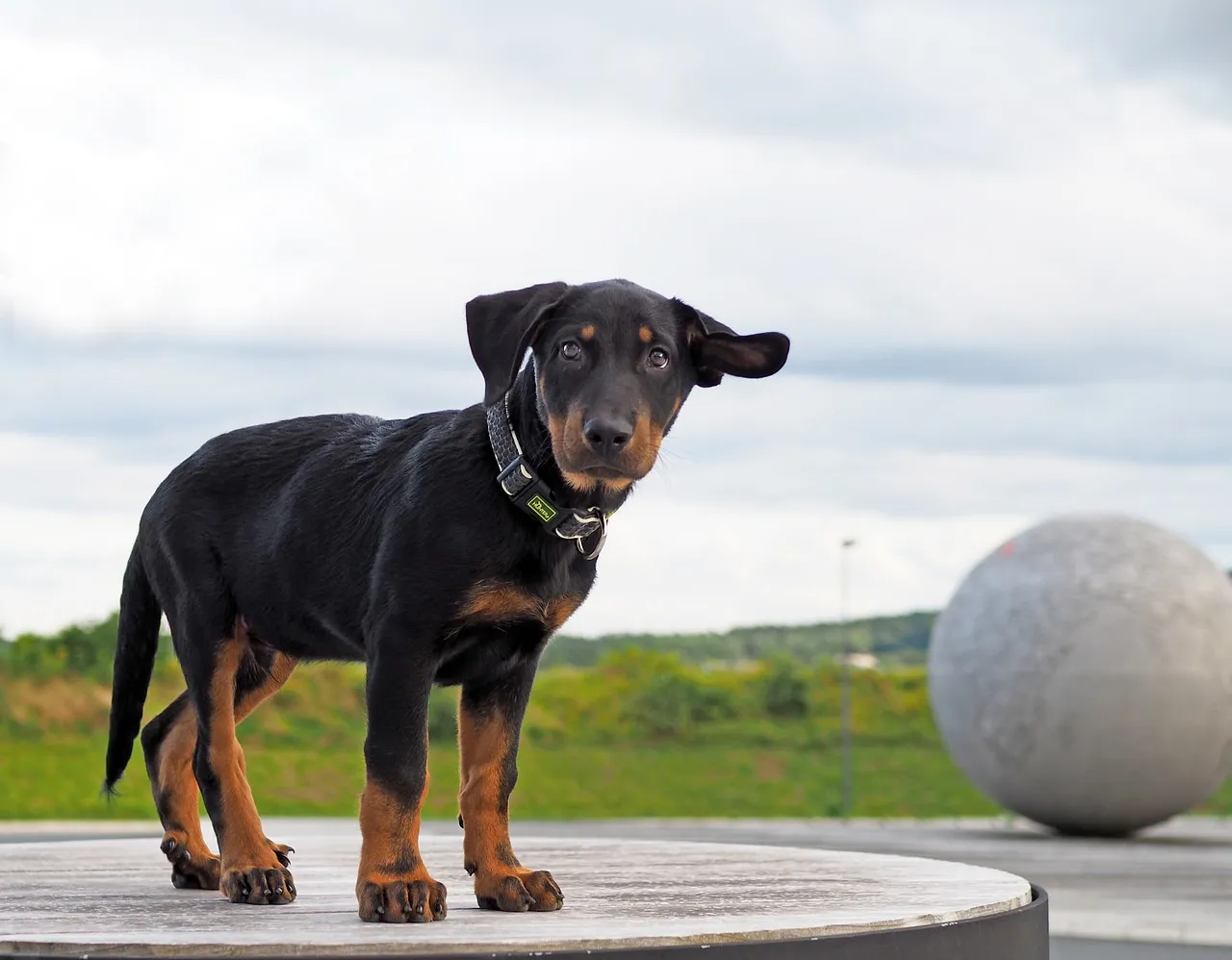 Szczeniak Beauceron