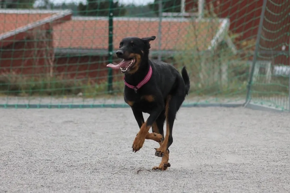 Owczarek Francuski Beauceron