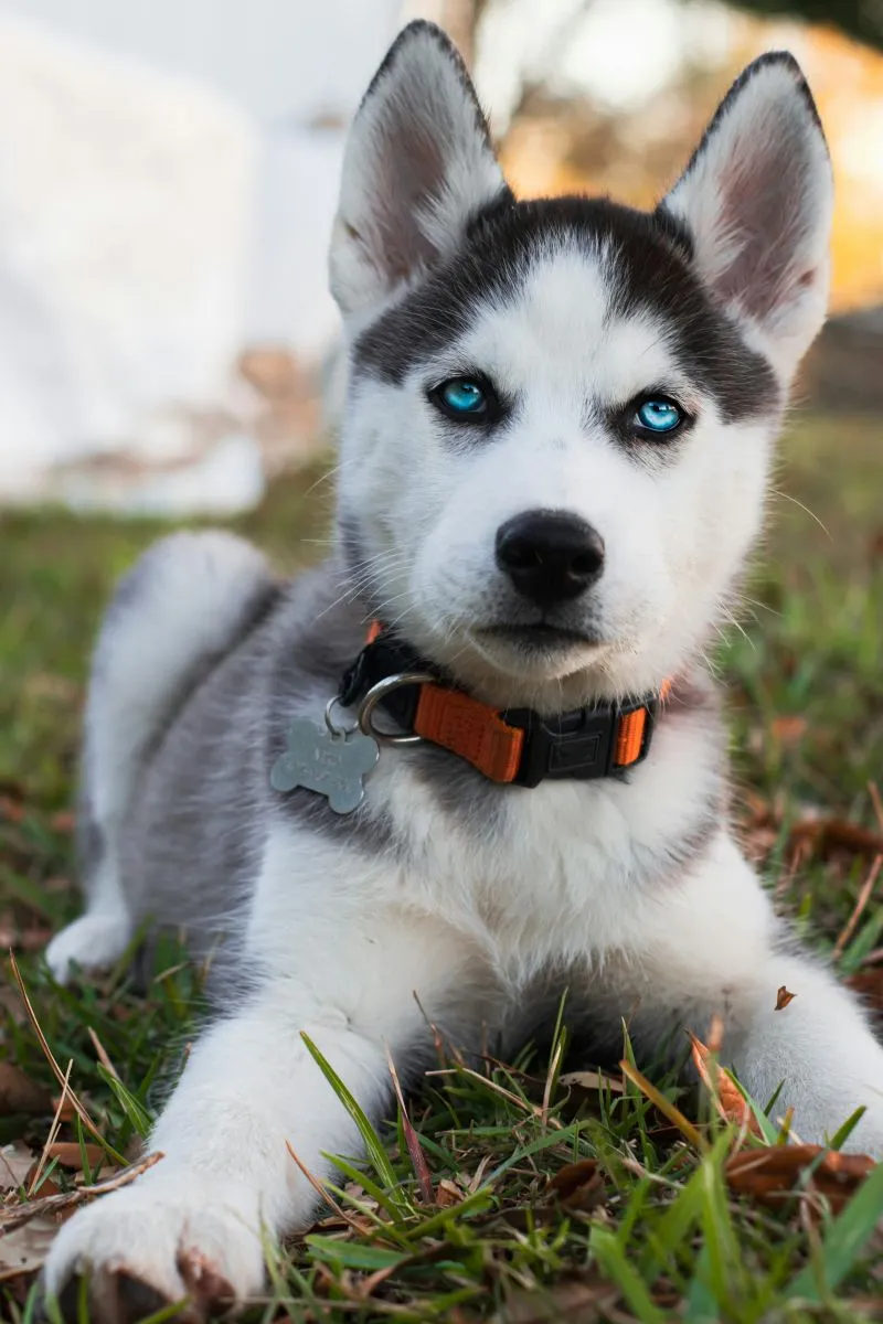 Szczeniak Husky syberyjski