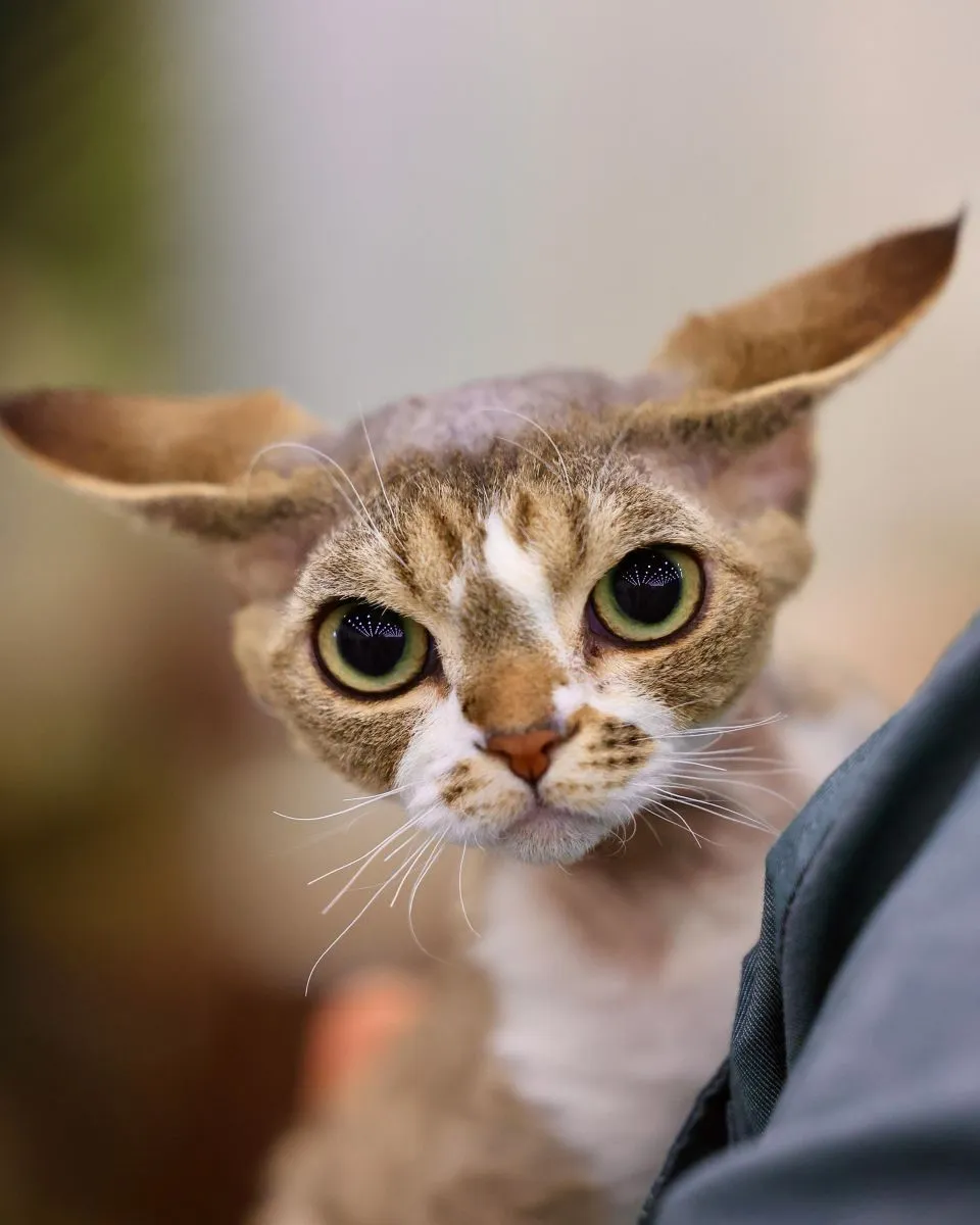 Devon Rex
