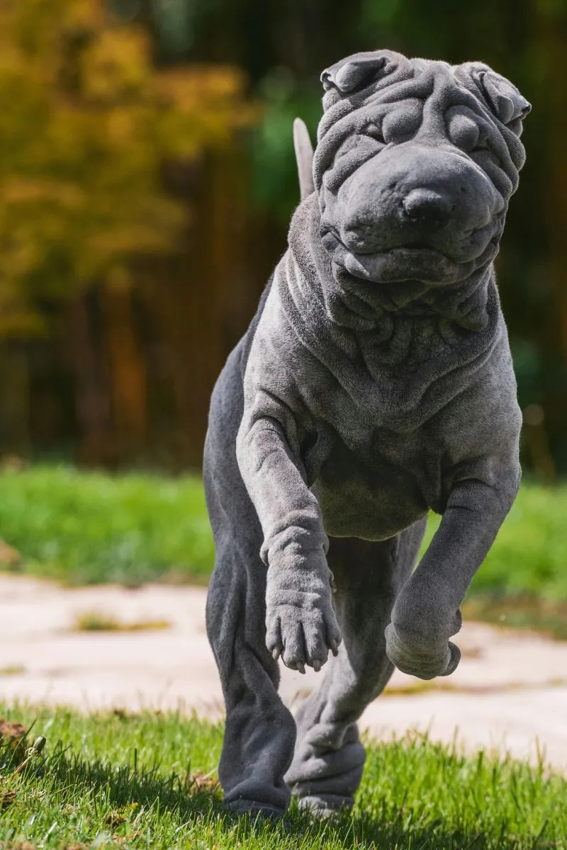 Shar-Pei