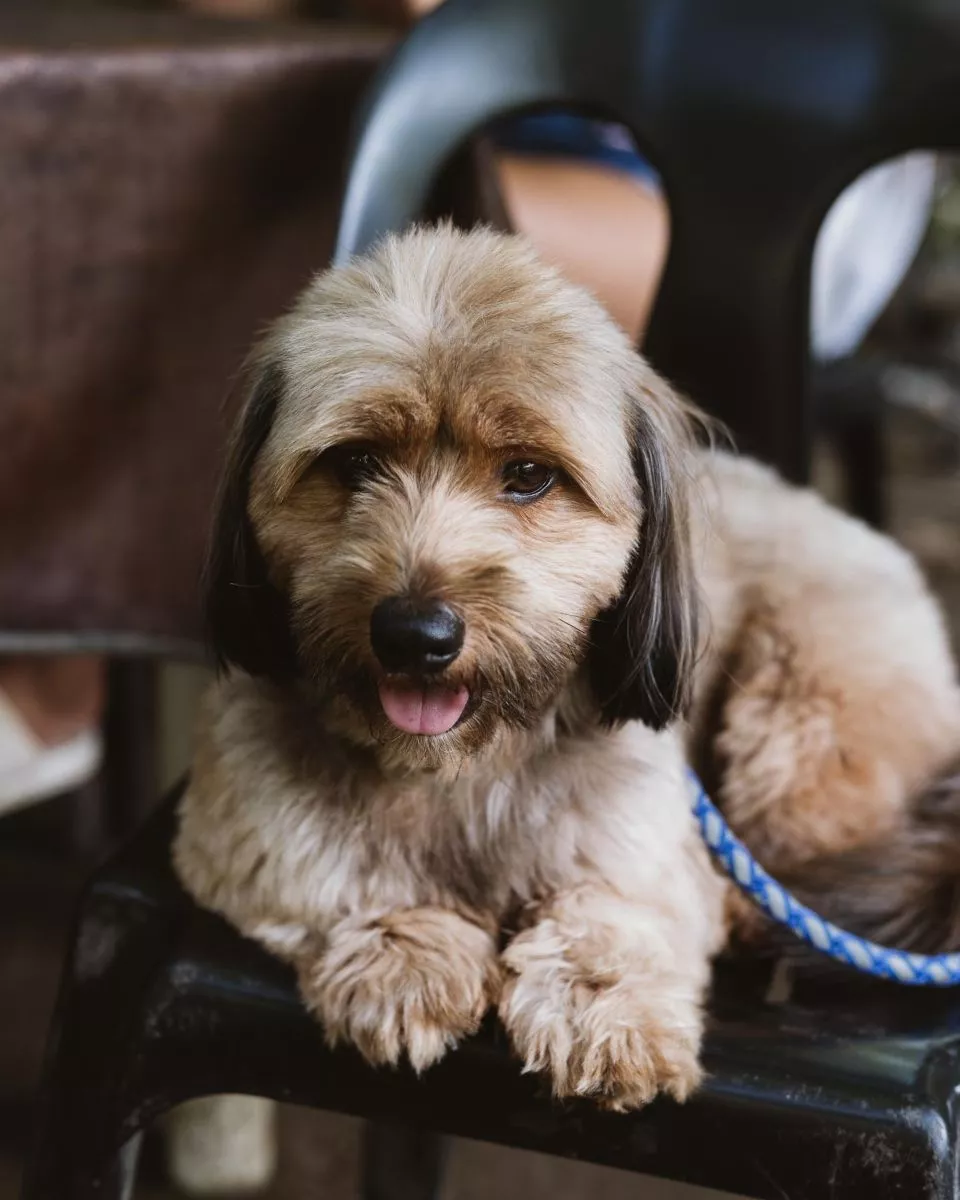 Szczeniak Lhasa Apso