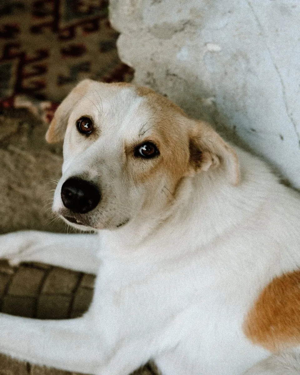 Pies do adopcji 