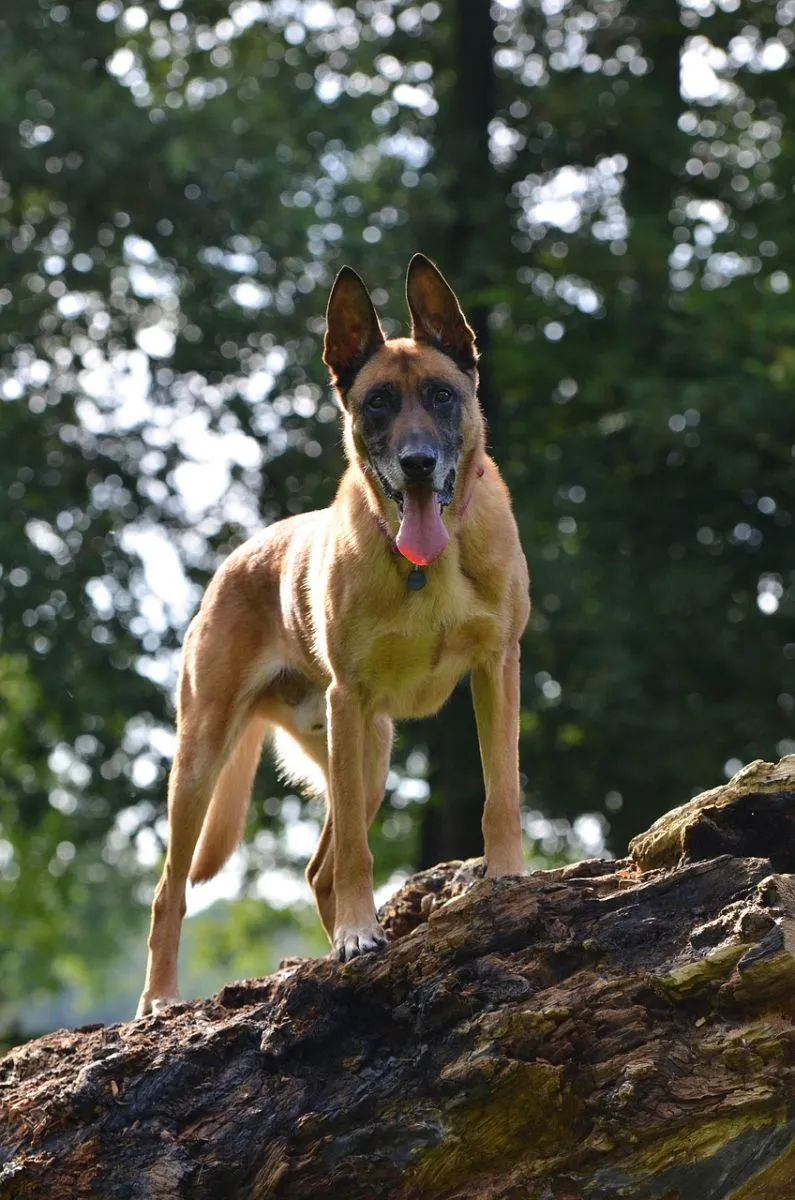 Malinois owczarek belgijski