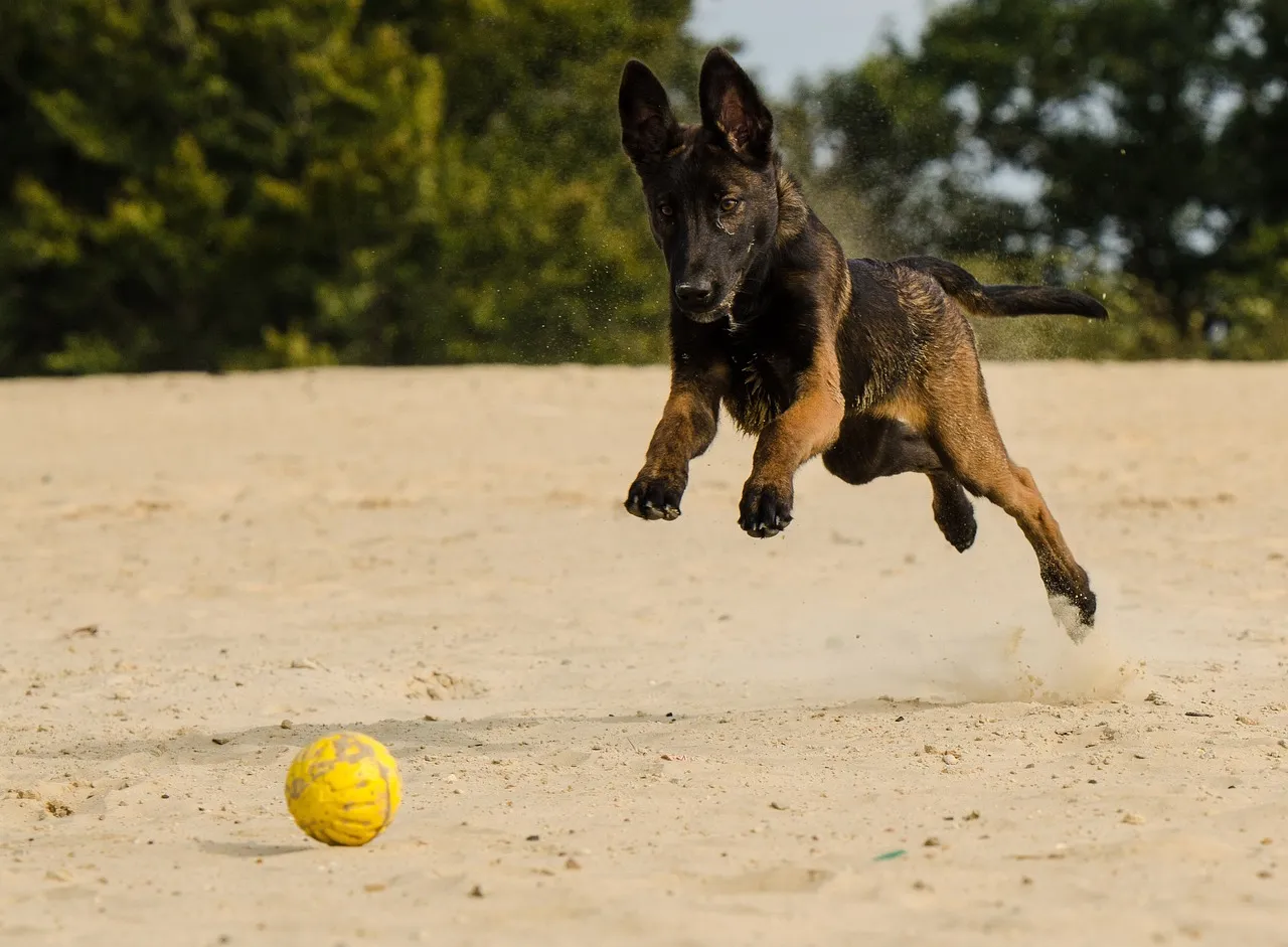 Malinois owczarek belgijski