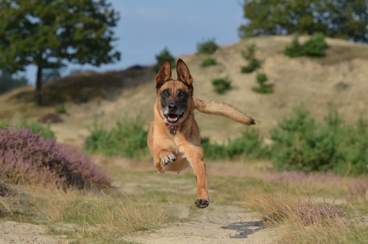 Malinois owczarek belgijski