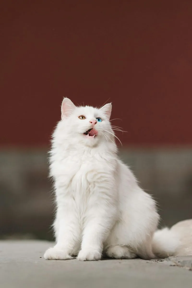 Angora Turecka