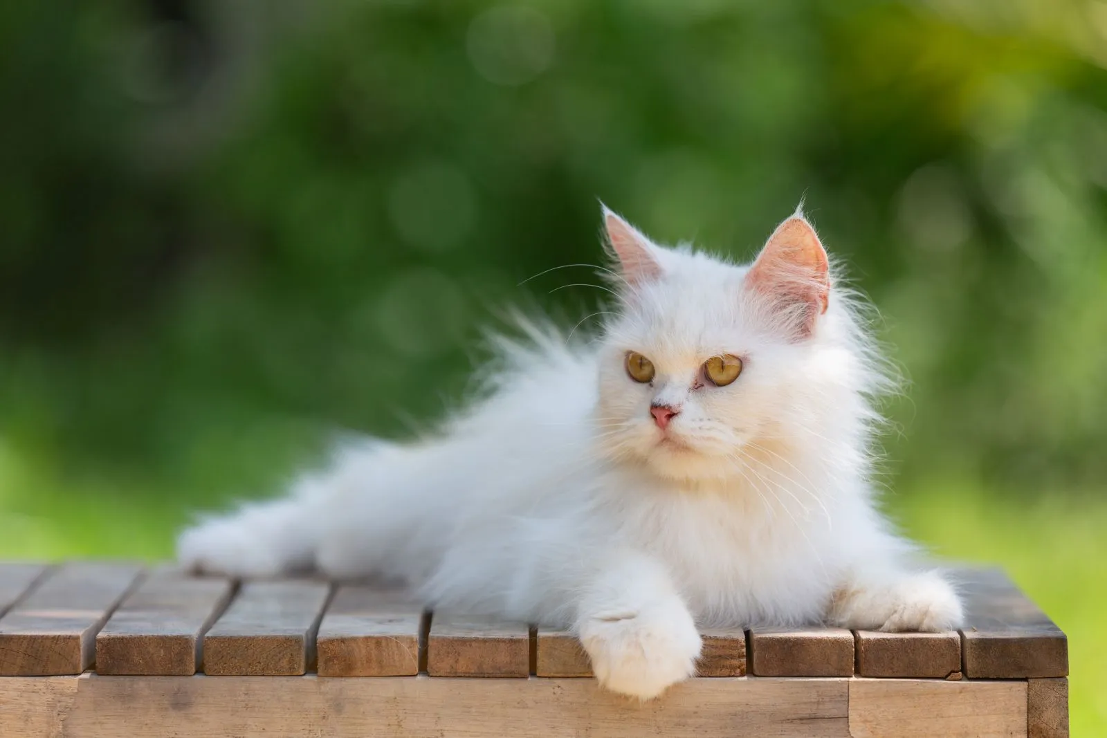 Angora Turecka