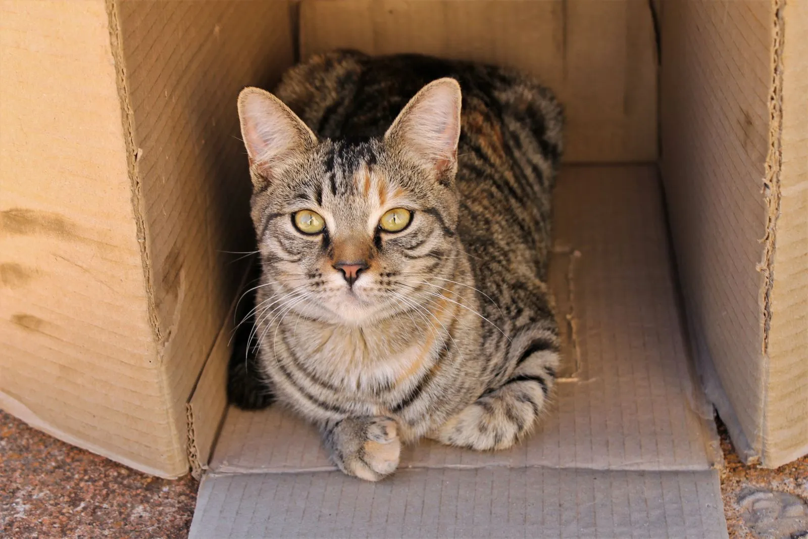 Adopcja starszego kota