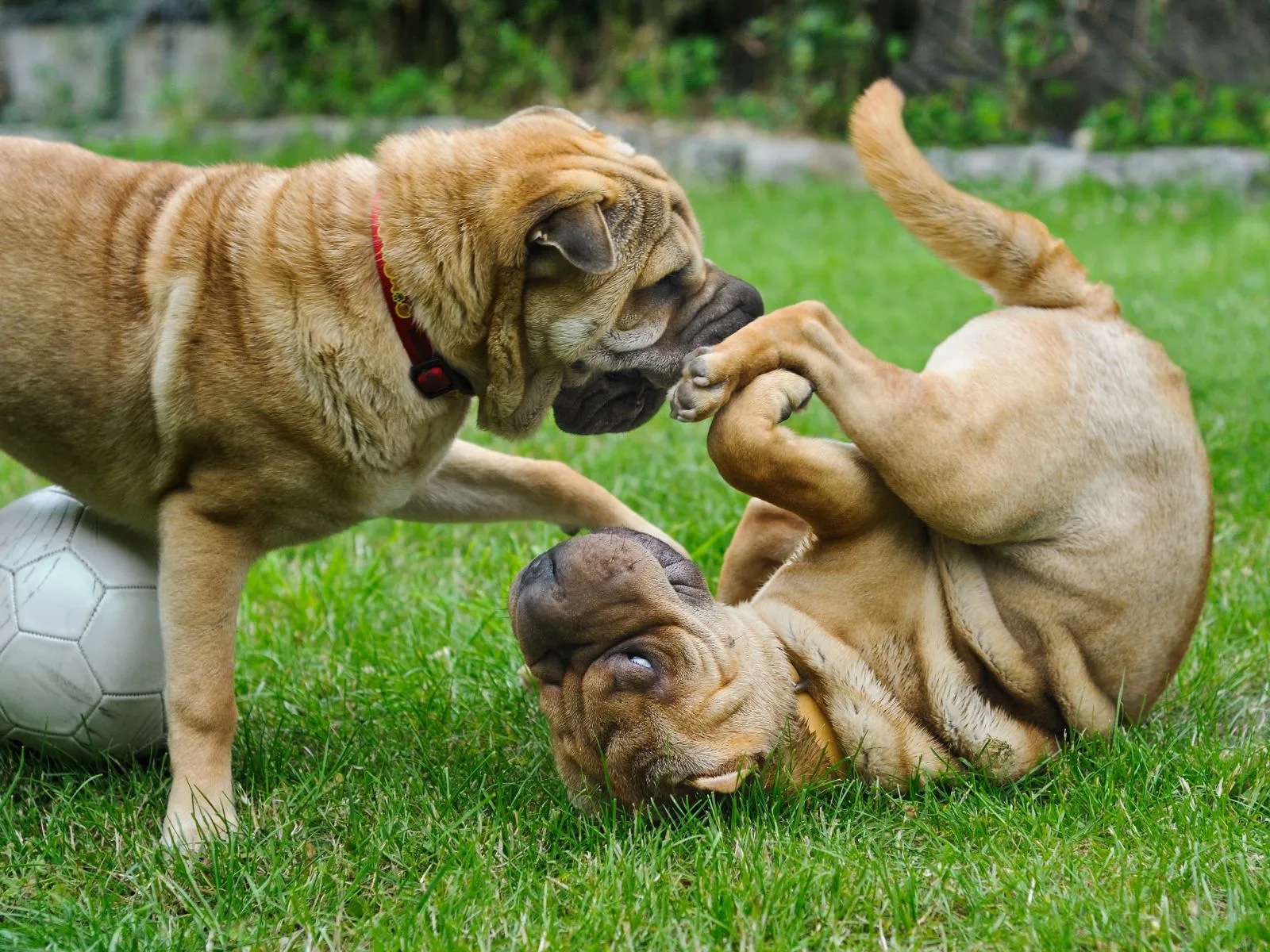 Shar Pei