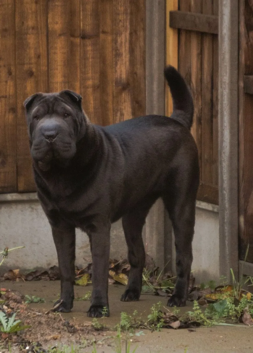 Shar Pei