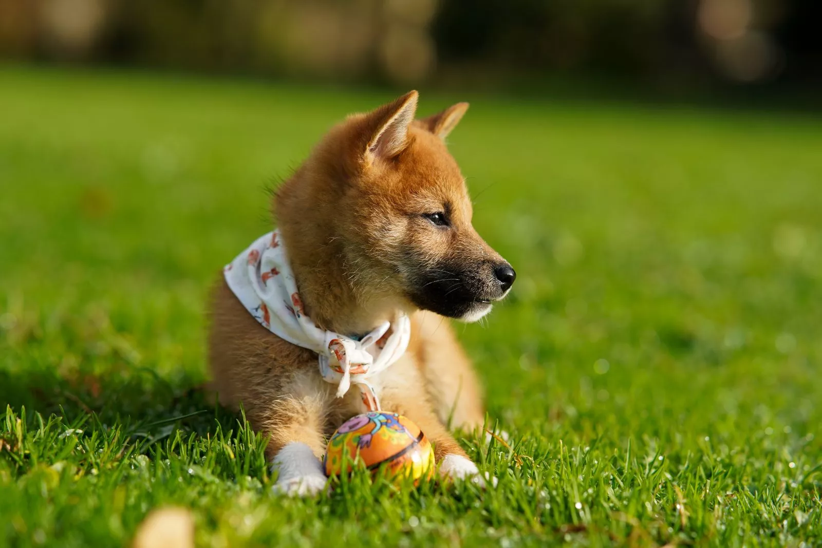 Szczeniak Shiba Inu